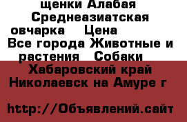 щенки Алабая (Среднеазиатская овчарка) › Цена ­ 15 000 - Все города Животные и растения » Собаки   . Хабаровский край,Николаевск-на-Амуре г.